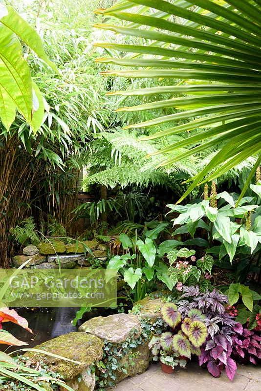 Colourful foliage begonias beside a pond with hedychiums, tree ferns and bamboos