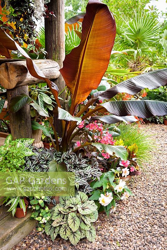 Plants cluster around the steps of the Jungle Hut including begonias, Tradescantia 'Zebrina' and Ensete ventricosum 'Maurelii'