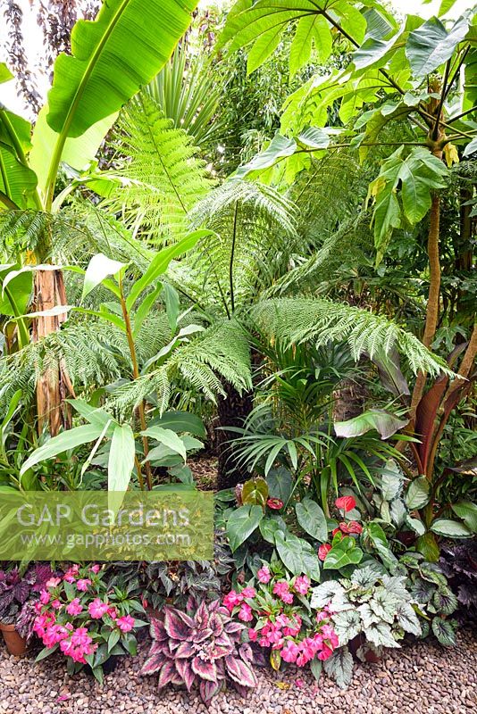 Begonias, impatiens and anthuriums at the feet of tree ferns, cannas and Tetrapanax papyrifer 'Rex' 