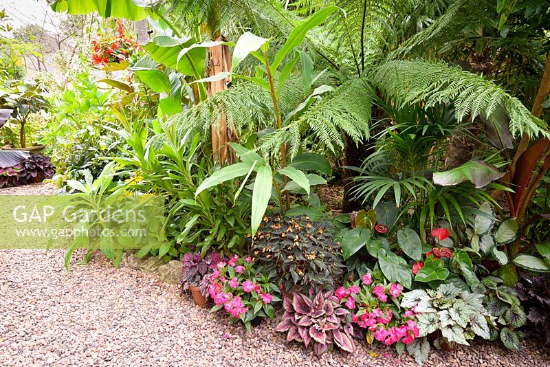 Begonias, impatiens and anthuriums at the feet of tree ferns, cannas and Tetrapanax papyrifer 'Rex'