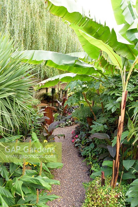 Gravel path through lush foliage including Musa basjoo, hedychiums, cordylines and Tetrapanax papyrifer 'Rex' 