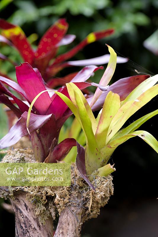 Bromeliads including vrieseas, guzmanias and neoregelias are displayed attached to a driftwood tree in the garden