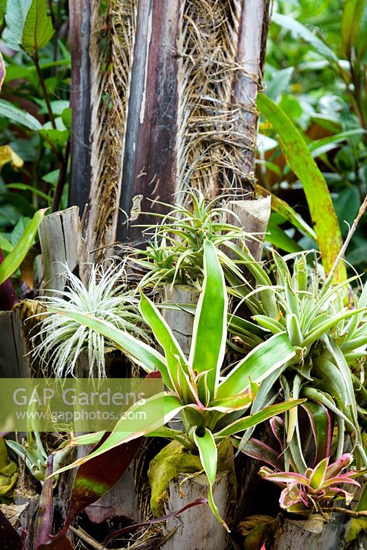 Bromeliads and tillandsias growing on the base of a jelly palm tree
