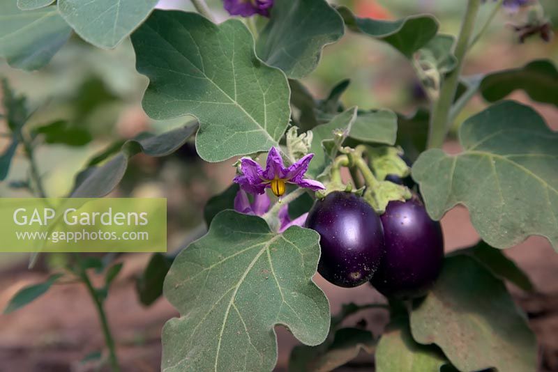 Solanum melongena 'Baby Belle' - Aubergine