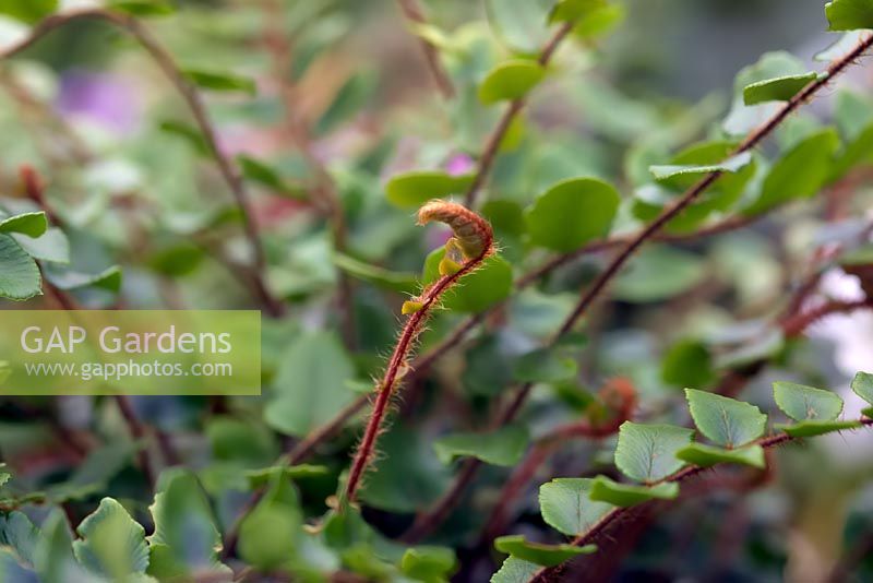 Pellaea rotundifolia - Button Fern