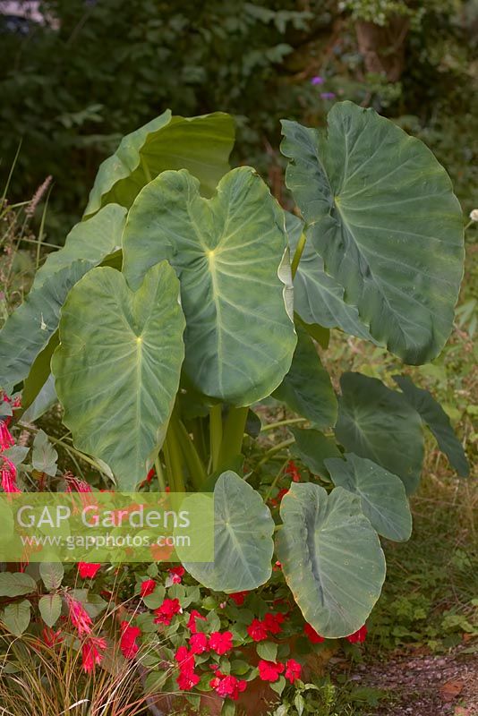 Colocasia gigantea with Impatiens 'Beacon Red' in a large terracotta pot