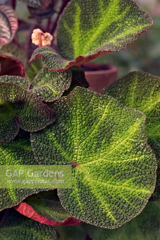 Begonia soli-mutata leaf detail