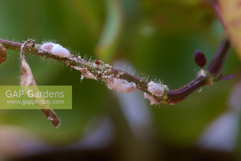 Mealybug - Planococcus citri - with characteristic fluffy white deposits on Hypoestes phyllostachya - Polkadot - plant