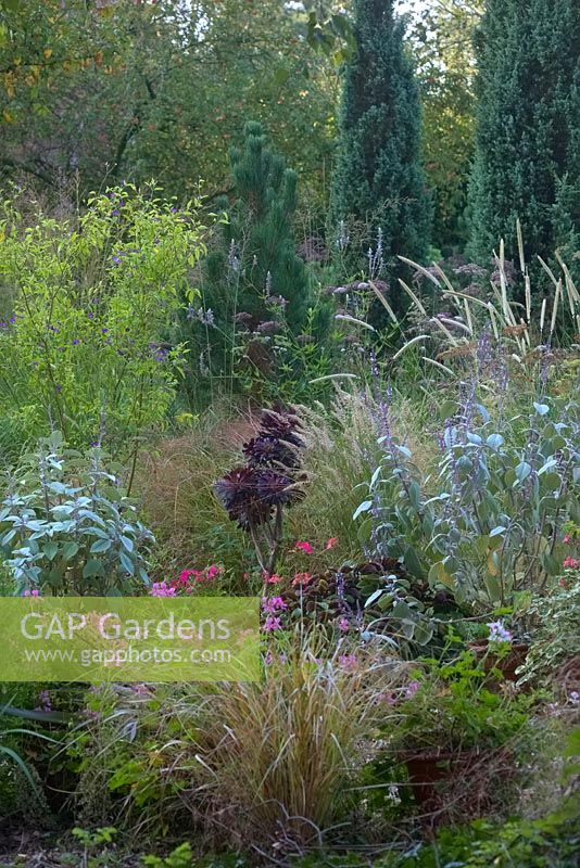 Plectranthus and Pennisetum macrourum amongst other perennials in a naturalistic planting with conifers and trees beyond