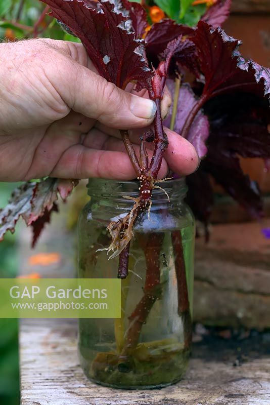 Rooting Cane Begonia cuttings in water 