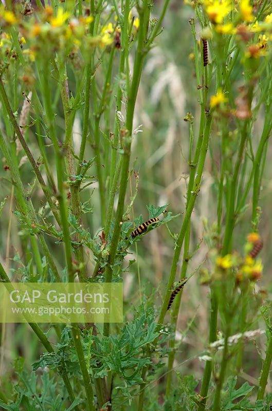 Cinnabar moth caterpillars - Tyria jacobaeae feeding on Senecio jacobaea 'Ragwort' 