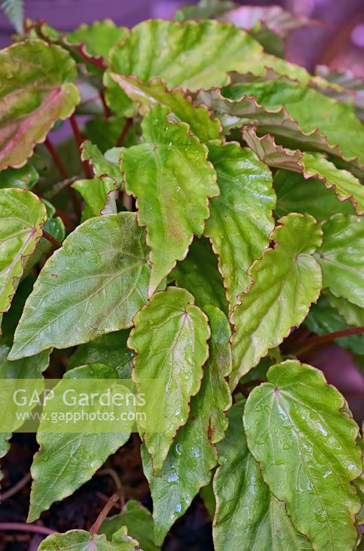 Begonia 'Wavy Green'