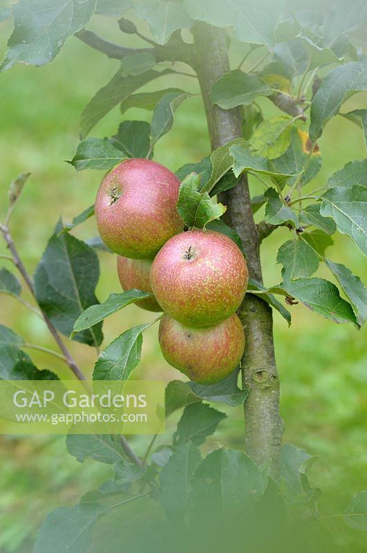 Malus domestica 'Bosbury Pippin' - Apple 