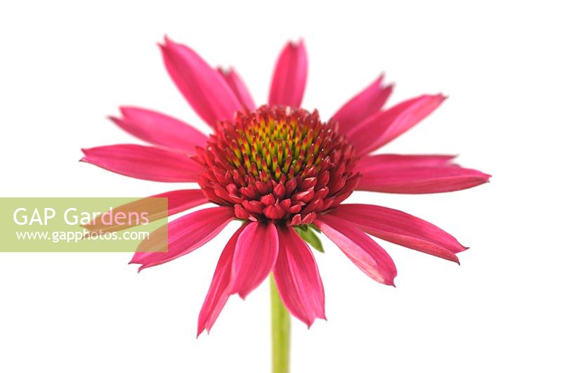 Echinacea 'Delicious Candy' 