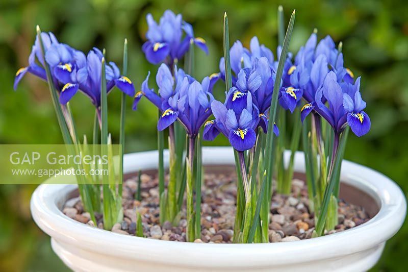 Iris 'Rhapsody' - Dwarf Iris - in pot