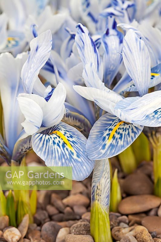 Iris 'Sheila Ann Germaney' - Dwarf Iris - detail of markings on petal