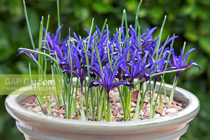 Iris reticulata 'Blue Note' - Dwarf Iris - in pot