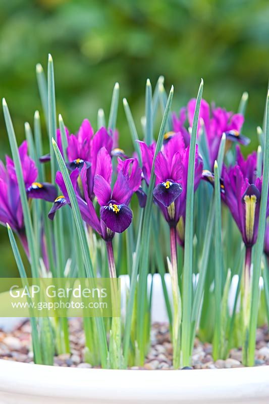 Iris reticulata - Dwarf Iris - in pot 