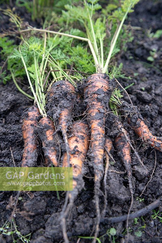 Harvested Daucus carota 'St.Valery' carrots on an allotment.
