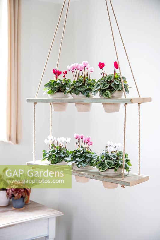 Tiered shelving unit used inside with potted Cyclamen houseplants