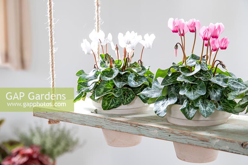 Tiered shelving unit used inside with potted Cyclamen houseplants. 