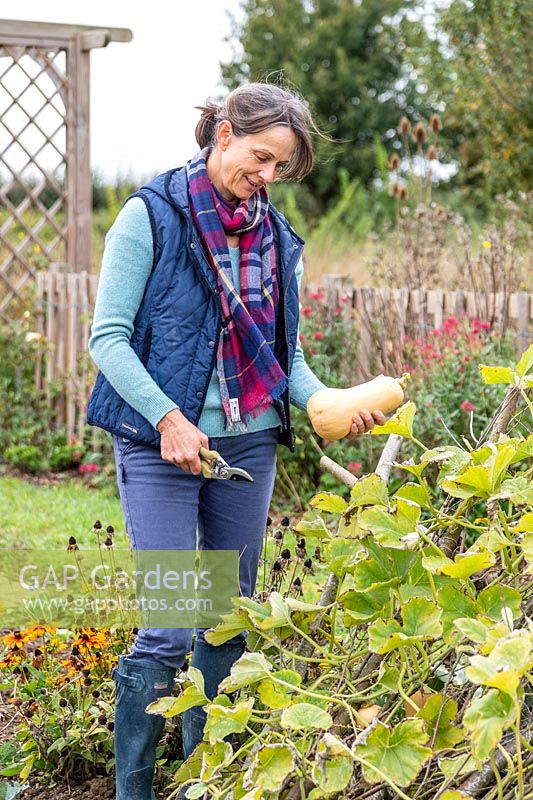 Woman harvesting Butternut Squash 'Hunter'.