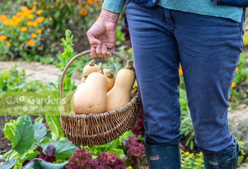 Woman holding basket of harvested Butternut Squash 'Hunter' in vegetable garden.