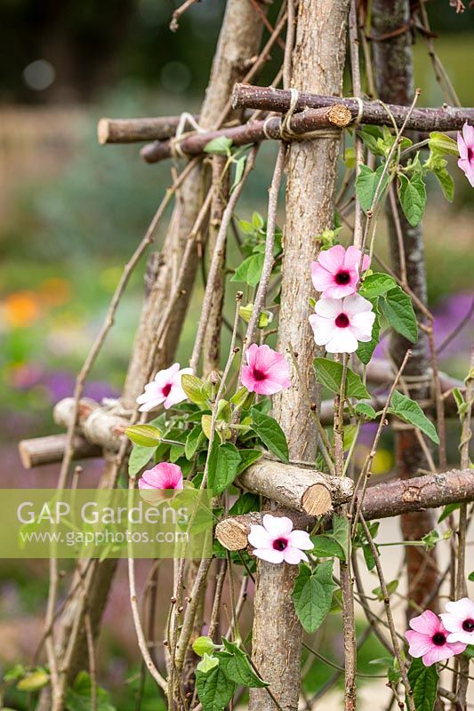 Thunbergia 'Pink Sensation' - Black Eyed Susan - in flower growing up hazel pole obelisk. 