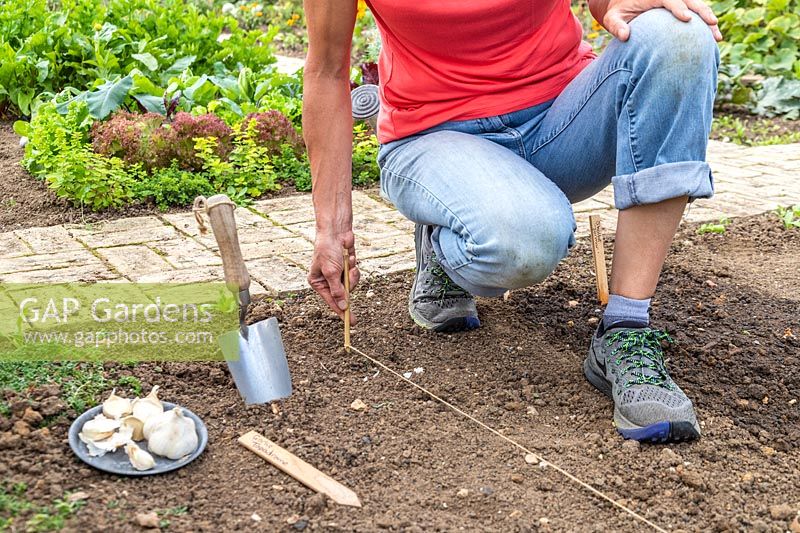 Woman using a bamboo stick and garden string to create straight line for planting Garlic in the ground