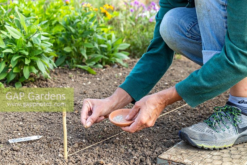 Woman sowing Lettuce seeds into a furrow in a prepared seedbed