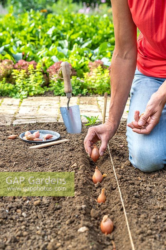 Woman planting Shallot sets into a channel in a prepared bed 