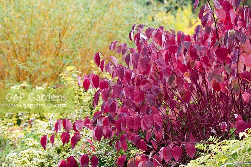 Cornus alba 'Sibirica Ruby' - Siberian Dogwood - foliage and stems 