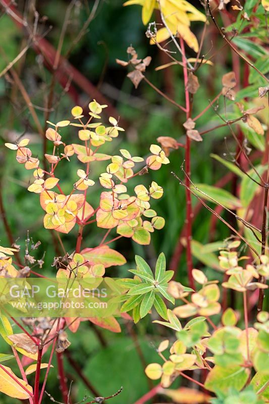 Euphorbia wallichii - Wallich Spurge - spent flowers on red stems