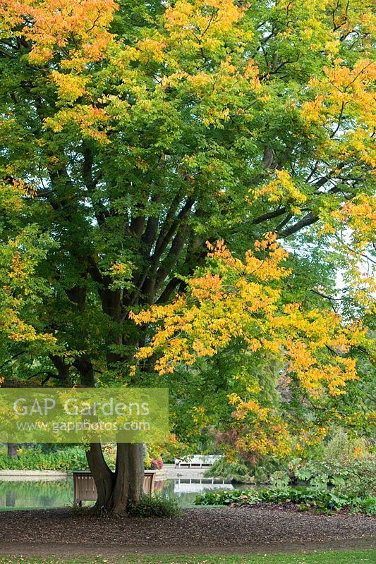 Zelkova carpinifolia - Caucasian Elm - specimen tree changing colour 