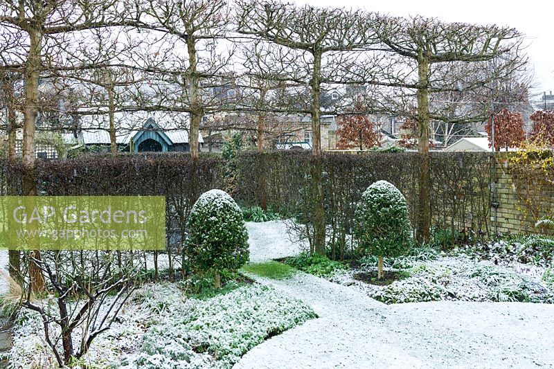 Walled town garden with snow, pleached Acer campestre - Field Maple - form screen from buildings beyond
