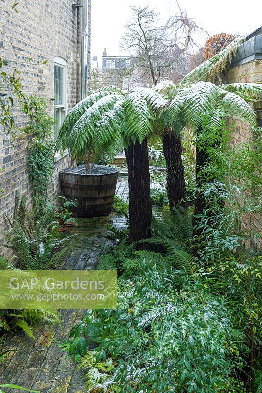 Walled town garden with snow, view along brick alleyway by house with Dicksonia - Tree Ferns and buildings beyond