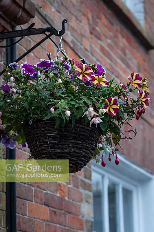 Woven hanging basket on house wall, planted with Petunia and Fuchia