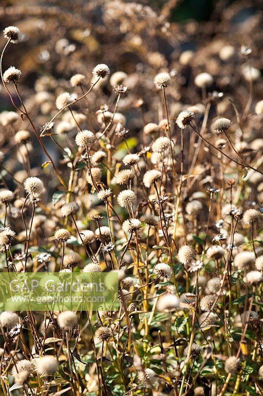 Seedheads of Aster 'Monch'. November, late Autumn.
