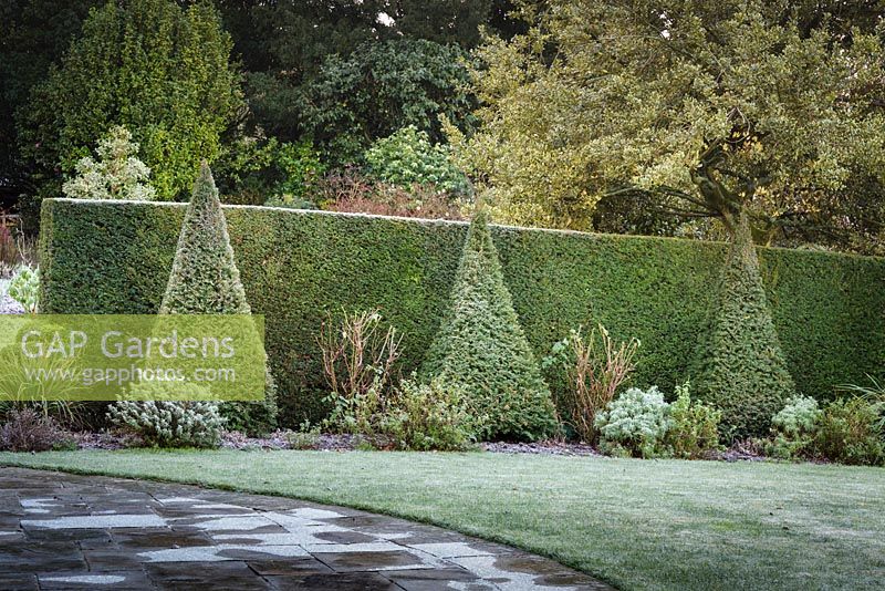 Line of Taxus - Yew - pyramids and hedging frame a shrub bed beside a lawn 