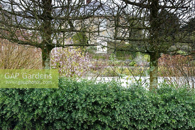 Pleached hornbeams underplanted with Sarcococca confusa in a Somerset garden. 