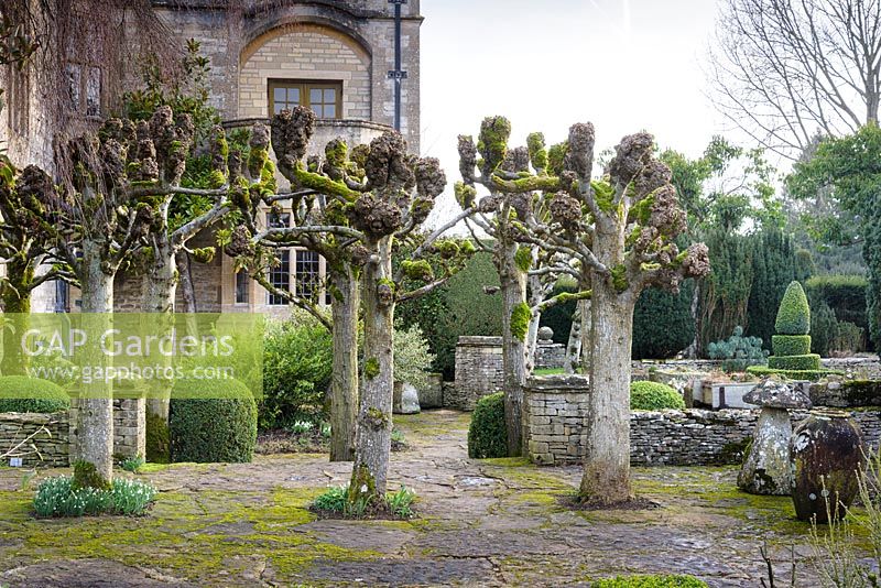 Pleached limes and clipped box at Rodmarton Manor, Glos, UK. 