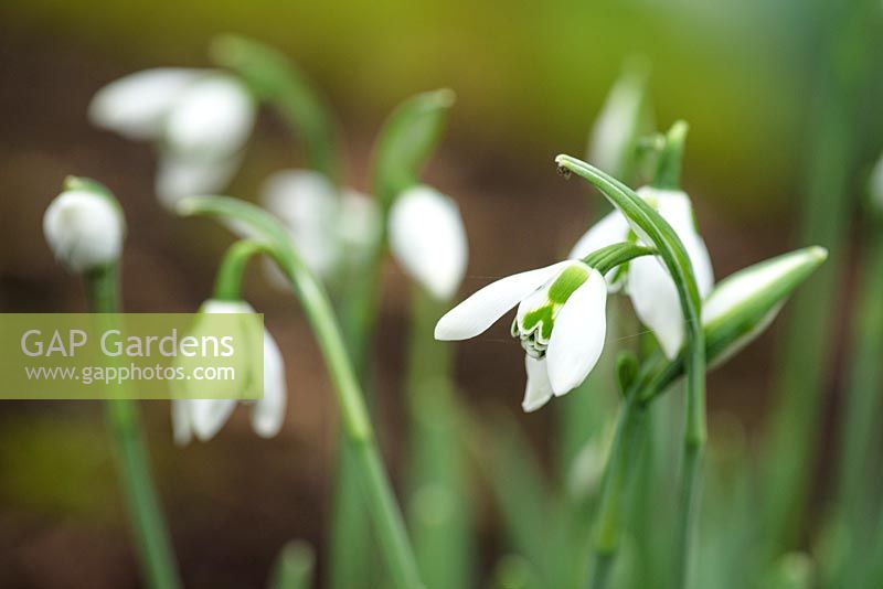 Galanthus 'Ermine Lace' in February