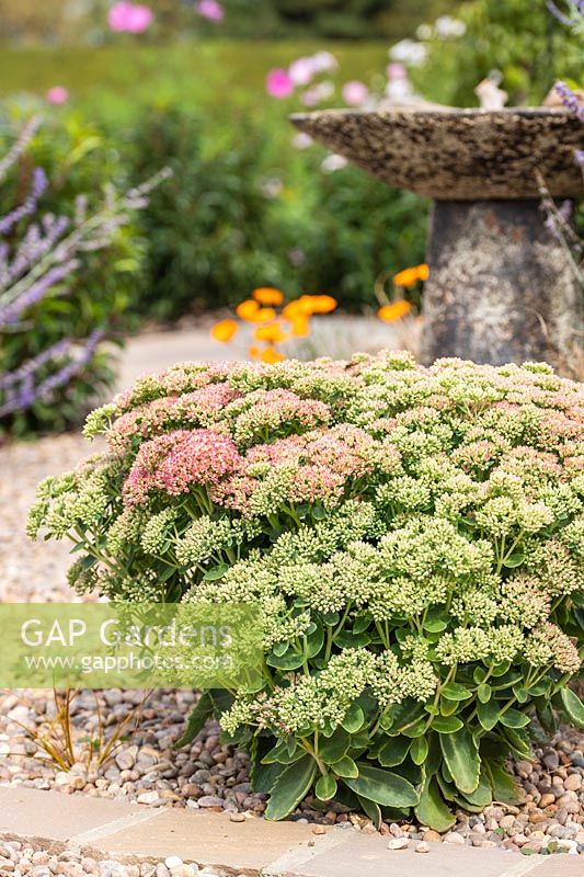 Hylotelephium Herbstfreude Group 'Herbstfreude' - Stonecrop 'Herbstfreude' syn. Sedum 'Autumn Joy' in September, having had the Chelsea chop in early Summer. 