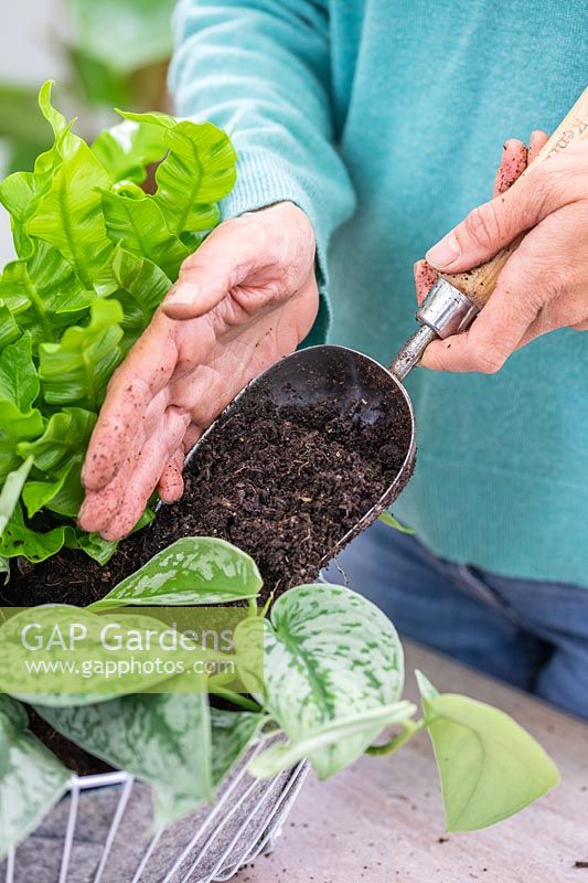 Woman adding compost using a scoop to newly planted ferns. 
