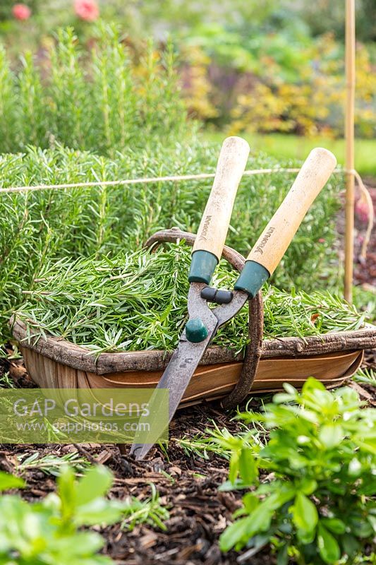 Trug of Rosemary clippings and shears. 