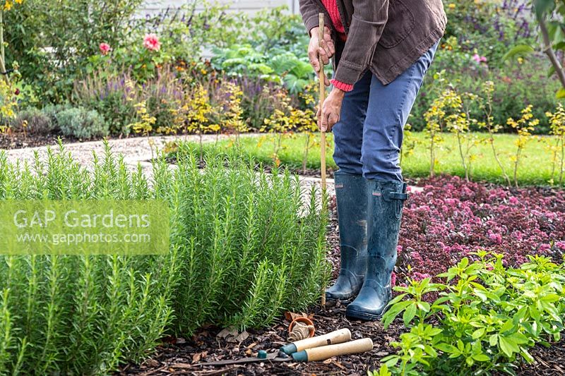 Woman adding a bamboo stick in the corner of Rosemary hedge for fastening guide string
