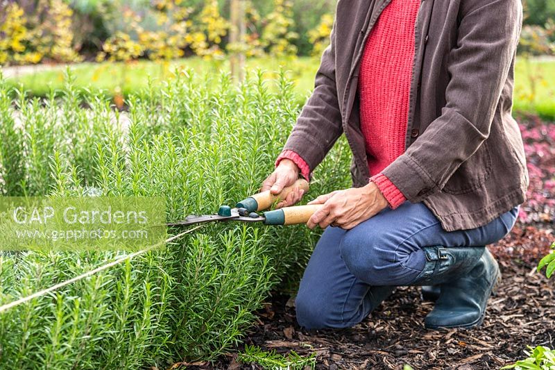 Woman using shears to cut the top of a Rosemary hedge. 