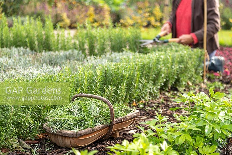 Trug of Rosemary clippings and woman cutting hedge in background