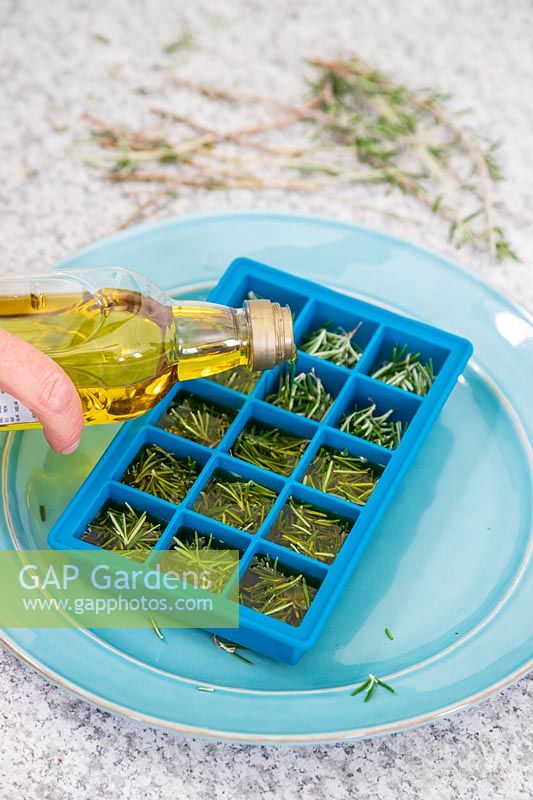 Pouring olive oil on chopped leaves of Salvia rosmarinus syn. Rosmarinus officinalis - Rosemary - in an ice cube tray