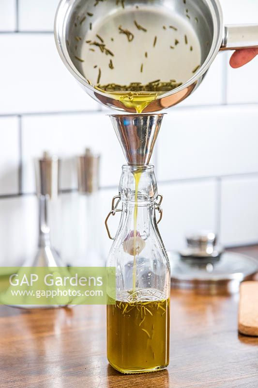 Pouring olive oil and chopped leaves of Salvia rosmarinus syn. Rosmarinus officinalis - Rosemary - through a funnel and into glass bottle for storage 